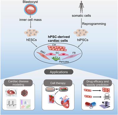 Human Pluripotent Stem Cell-Derived Cardiac Cells: Application in Disease Modeling, Cell Therapy, and Drug Discovery